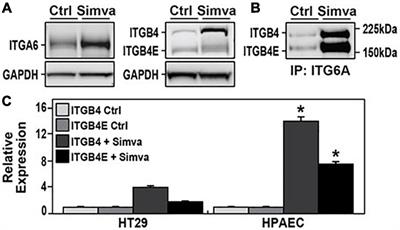 Integrin Beta 4E Promotes Endothelial Phenotypic Changes and Attenuates Lung Endothelial Cell Inflammatory Responses